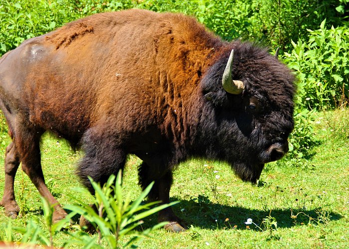 Buffalo Creek Ranch Tour Experience